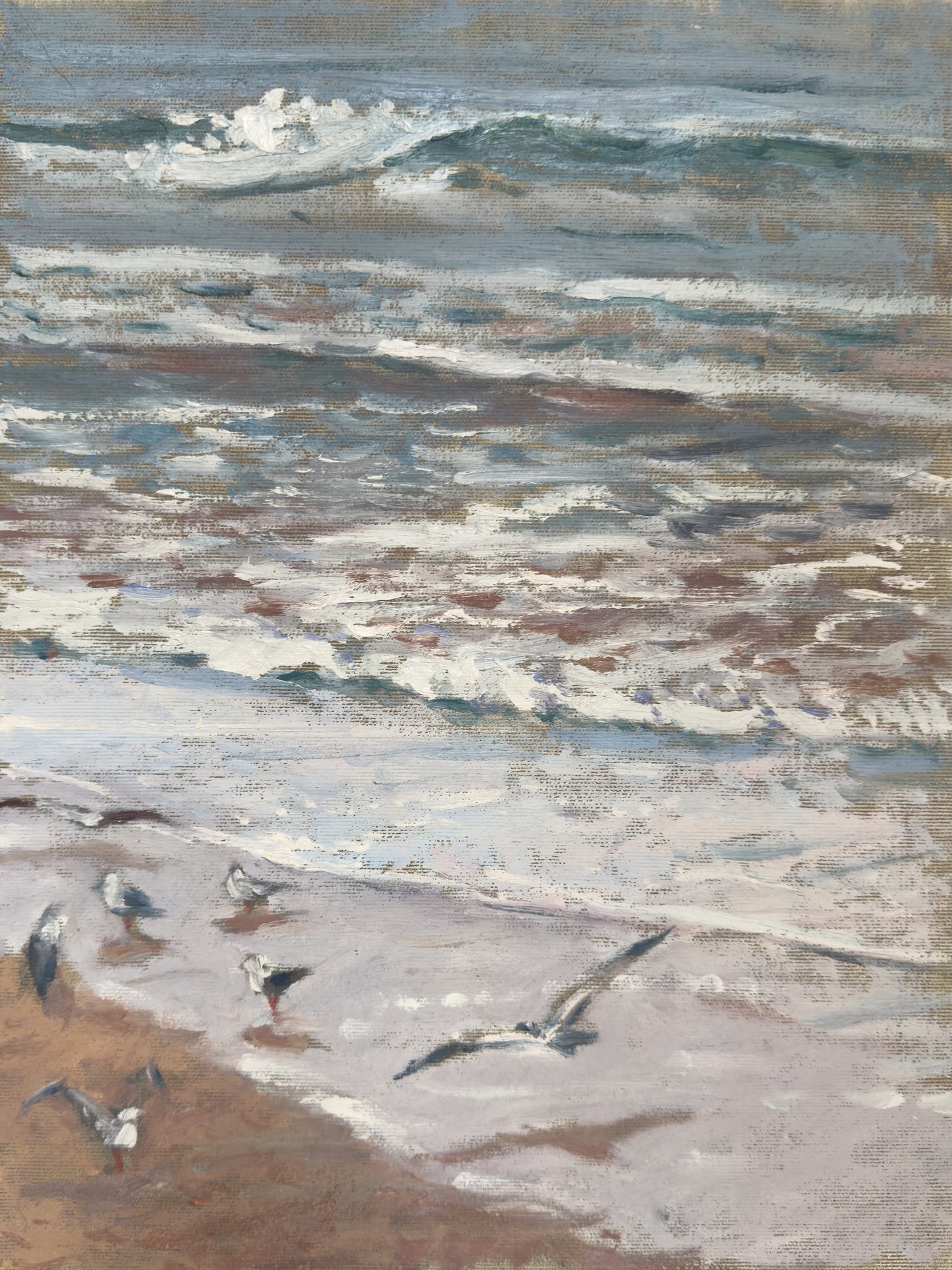 Mewy na plaży Taghazout