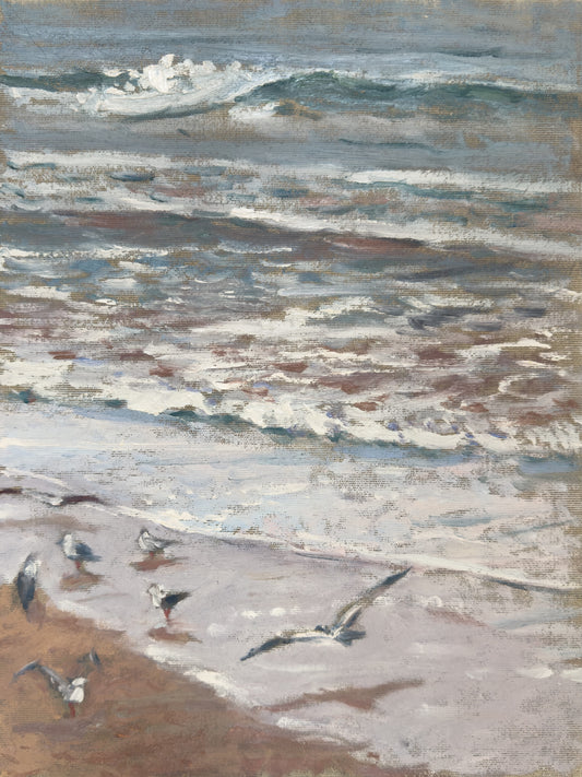 Mewy na plaży Taghazout